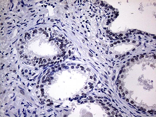 Monoclonal Mouse anti-Human WTAP Antibody (clone OTI6C3, aa2-106, IHC, WB)