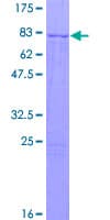 Human FMNL1 Protein (Recombinant GST)
