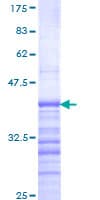 Human USP17L2 / DUB3 Protein (Recombinant GST, N-terminus)