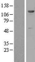 ZNF500 Protein (Over-Expression Lysate Myc-DDK (Flag))