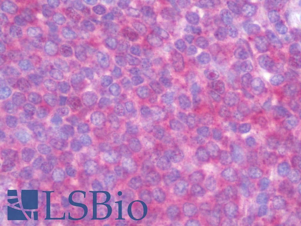 IHC-plus™ TRAF3IP3 Antibody (aa251-300)