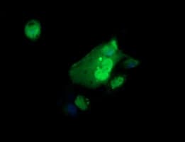 ERG Antibody (clone OTI5D10)