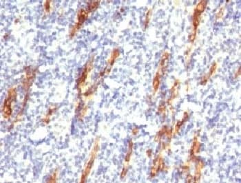 CD34 Antibody (clone CDLA34-1)