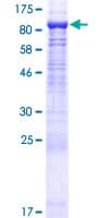 Human CAPN11 / Calpain 11 Protein (Recombinant GST)