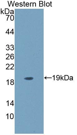 CD164 Antibody (aa24-162)