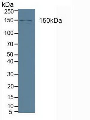 PLCB3 Antibody (aa318-468)