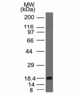 c-Kit / CD117 Antibody (aa100-300, clone KIT/983)