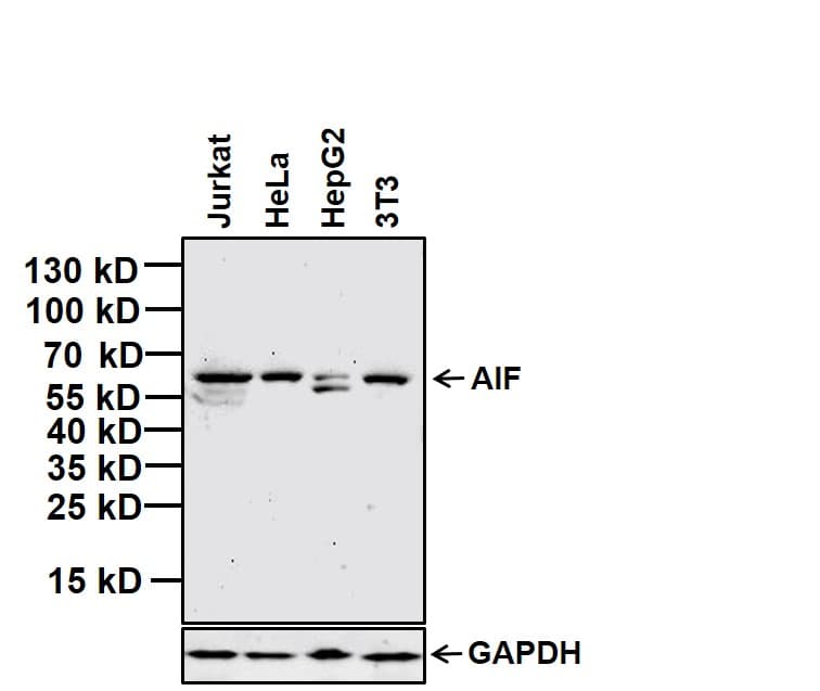 AIFM1 / AIF / PDCD8 Antibody (clone 4E7E11)