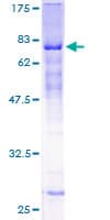 Human ZNF19 Protein (Recombinant GST)