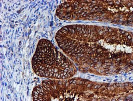 PDIA4 / ERP72 Antibody (clone OTI2C11)
