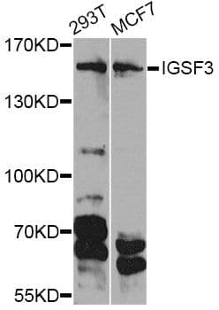 Polyclonal Rabbit anti-Human IGSF3 Antibody (WB)