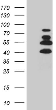 SATB2 Antibody (aa447-733, clone OTI7E11)