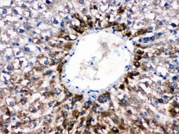 Polyclonal Rabbit anti-Human CYP1A2 Antibody (IHC, WB)