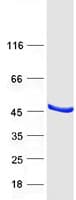Human VTA1 Protein (Recombinant Myc-DDK (Flag))