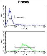EEF1D Antibody (aa1-30)