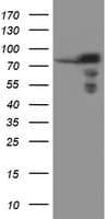 SCFD1 / SLY1 Antibody (clone OTI1E2)