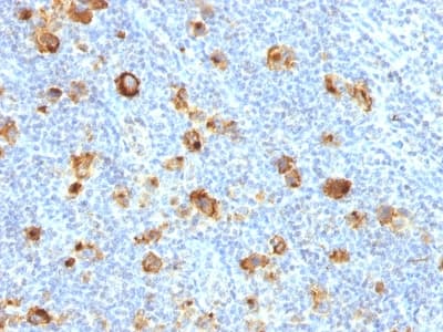 FUT4 / CD15 Antibody (clone FUT4/1478R, Azide-free, Carrier-free)