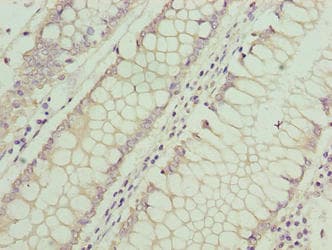 ASB7 Antibody