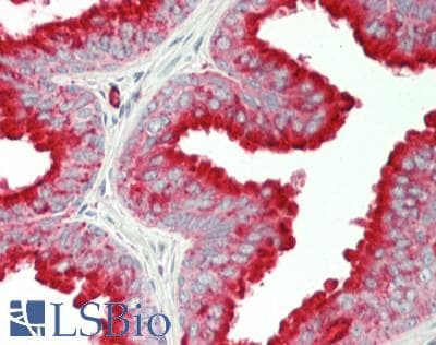 PathPlus™ CD63 Antibody (clone AHN16.1/46-4-5)