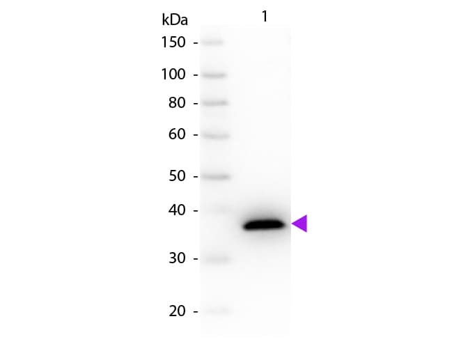 ME1 / Malate Dehydrogenase Antibody (Liquid)