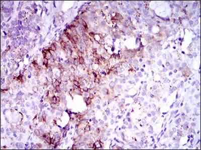 CD135 / FLT3 Antibody (aa930-991, clone 7B7C3)