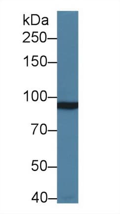GRM3 / MGLUR3 Antibody (aa568-819, PE)