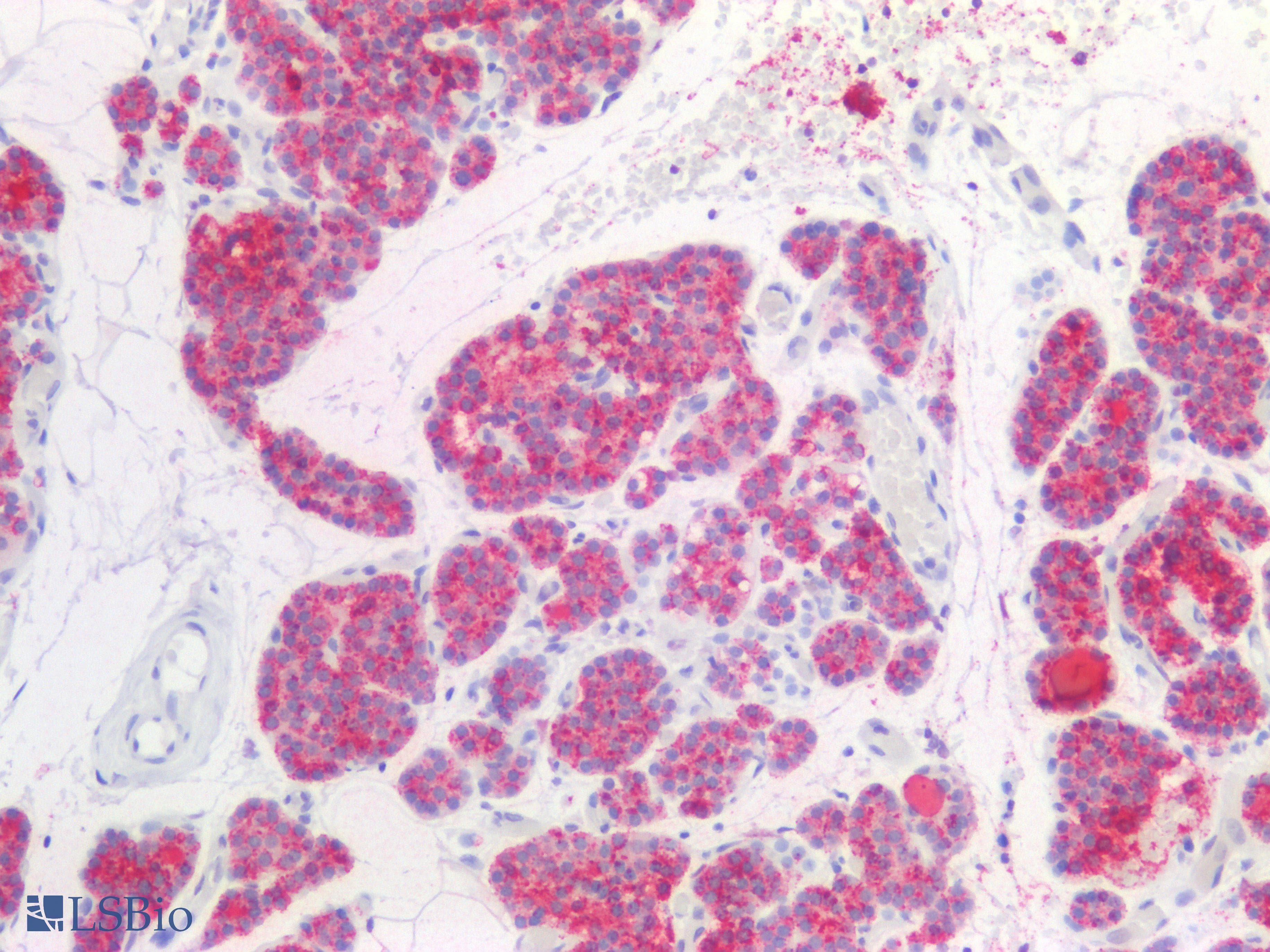 PTH / Parathyroid Hormone Antibody