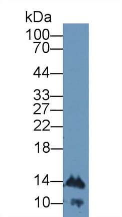IFNA4 / Interferon Alpha 4 Antibody (aa26-186)
