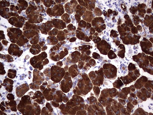 AMY2A / Pancreatic Amylase Antibody (aa135-408, clone 1.00E+03, Carrier-free)
