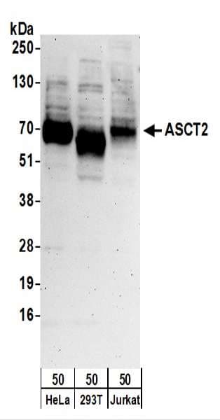 Polyclonal Rabbit anti-Human SLC1A5 / ASCT2 Antibody (aa450-500, WB)