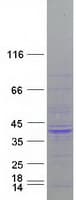 Human GPS2 Protein (Recombinant Myc-DDK (Flag))