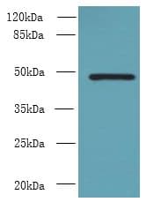 RNF26 Antibody