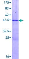 Human ZSCAN1 / MZF-1 Protein (Recombinant GST)