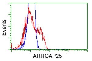 ARHGAP25 Antibody (clone OTI4A9)