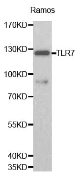 TLR7 / CD287 Antibody