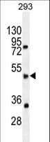 SPDYE5 Antibody (aa21-50)