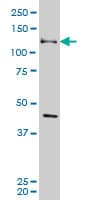 EPHB3 / EPH Receptor B3 Antibody (clone 4E9)