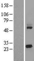 KCTD5 Protein (Over-Expression Lysate Myc-DDK (Flag))