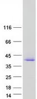 Human CEACAM19 Protein (Recombinant Myc-DDK (Flag))