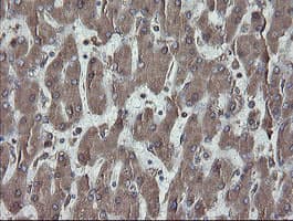 PDIA3 / ERp57 Antibody (clone OTI3H5)