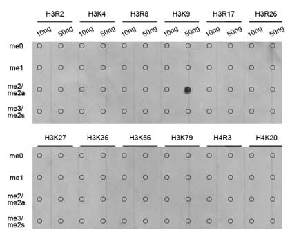 Histone H3 Antibody (Di-Methyl-Lys9)