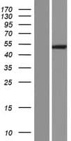 MGAT4A Protein (Over-Expression Lysate Myc-DDK (Flag))