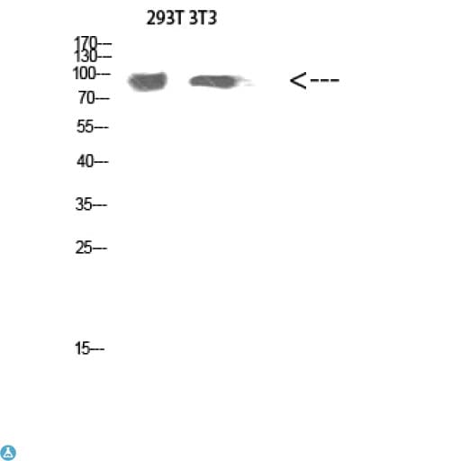 ATG9A Antibody