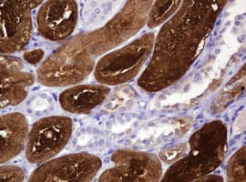 BBOX1 / BBOX Antibody (clone OTI1D11)