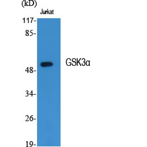 GSK3A / GSK3 Alpha Antibody (10-90 aa)