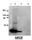FGF2 / Basic FGF Antibody (Preservative Free)