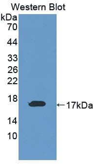DAB1 Antibody (aa42-168)