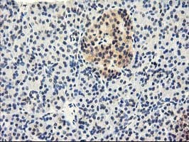 CYP2J2 Antibody (clone OTI3B4, Carrier-free)