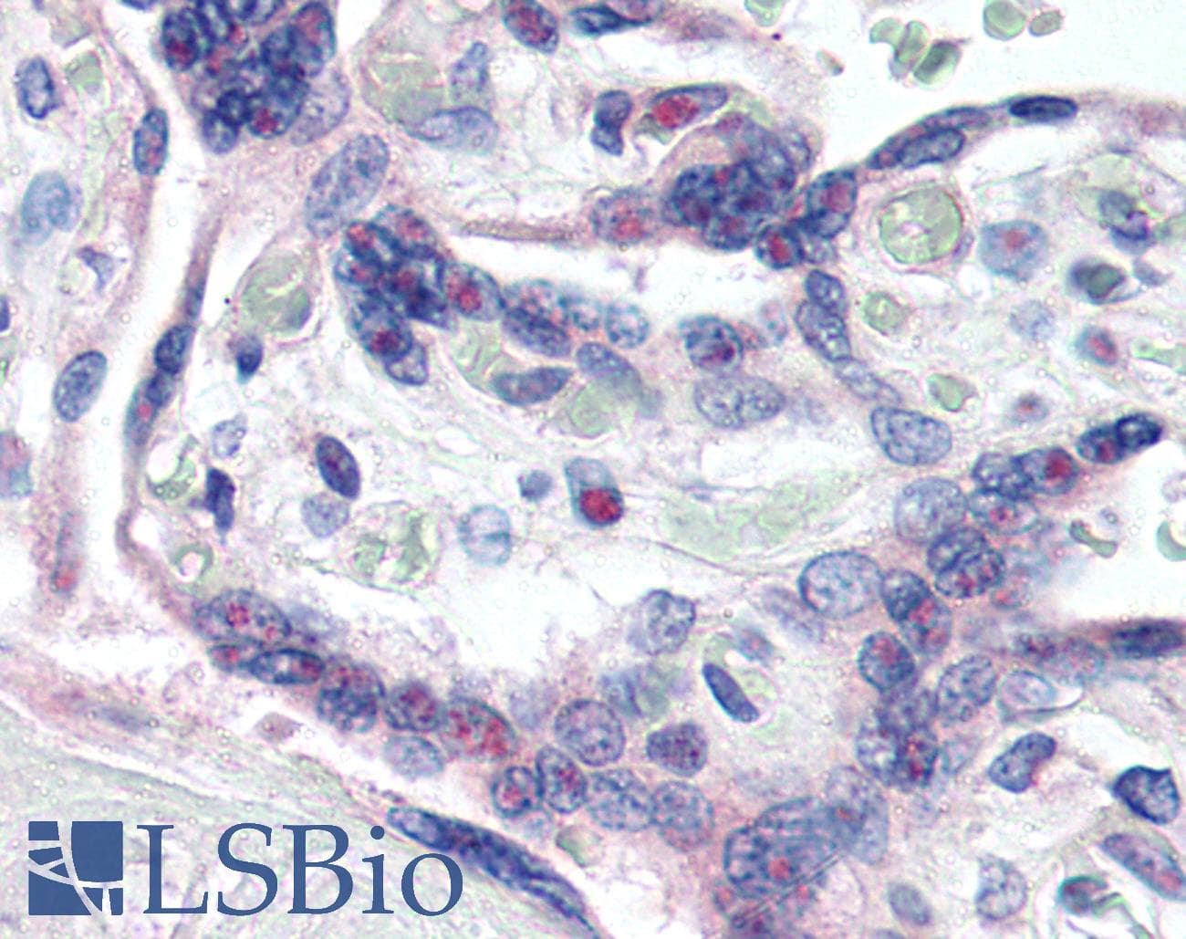 TAC3 / Tachykinin Antibody (Internal, Biotin)