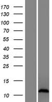 CXorf51 Protein (Over-Expression Lysate Myc-DDK (Flag))
